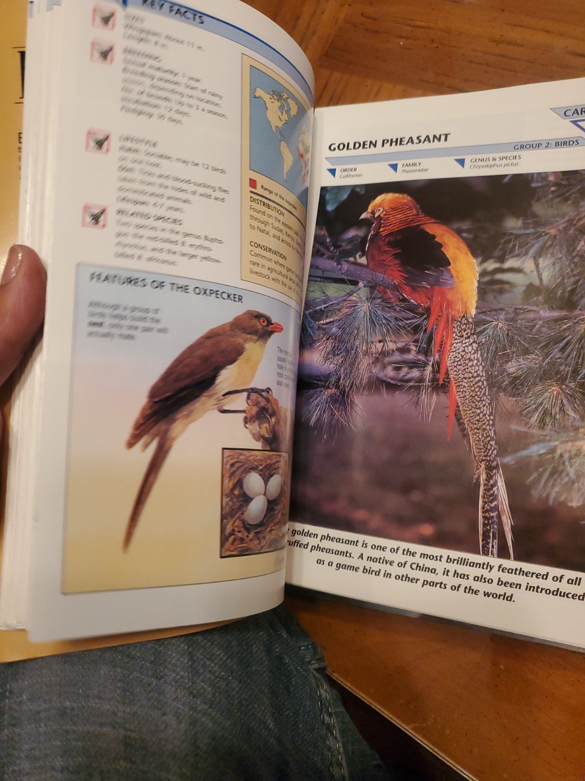 Wildlife Fact File International Masters 3 Ring Binder Group 2 Birds