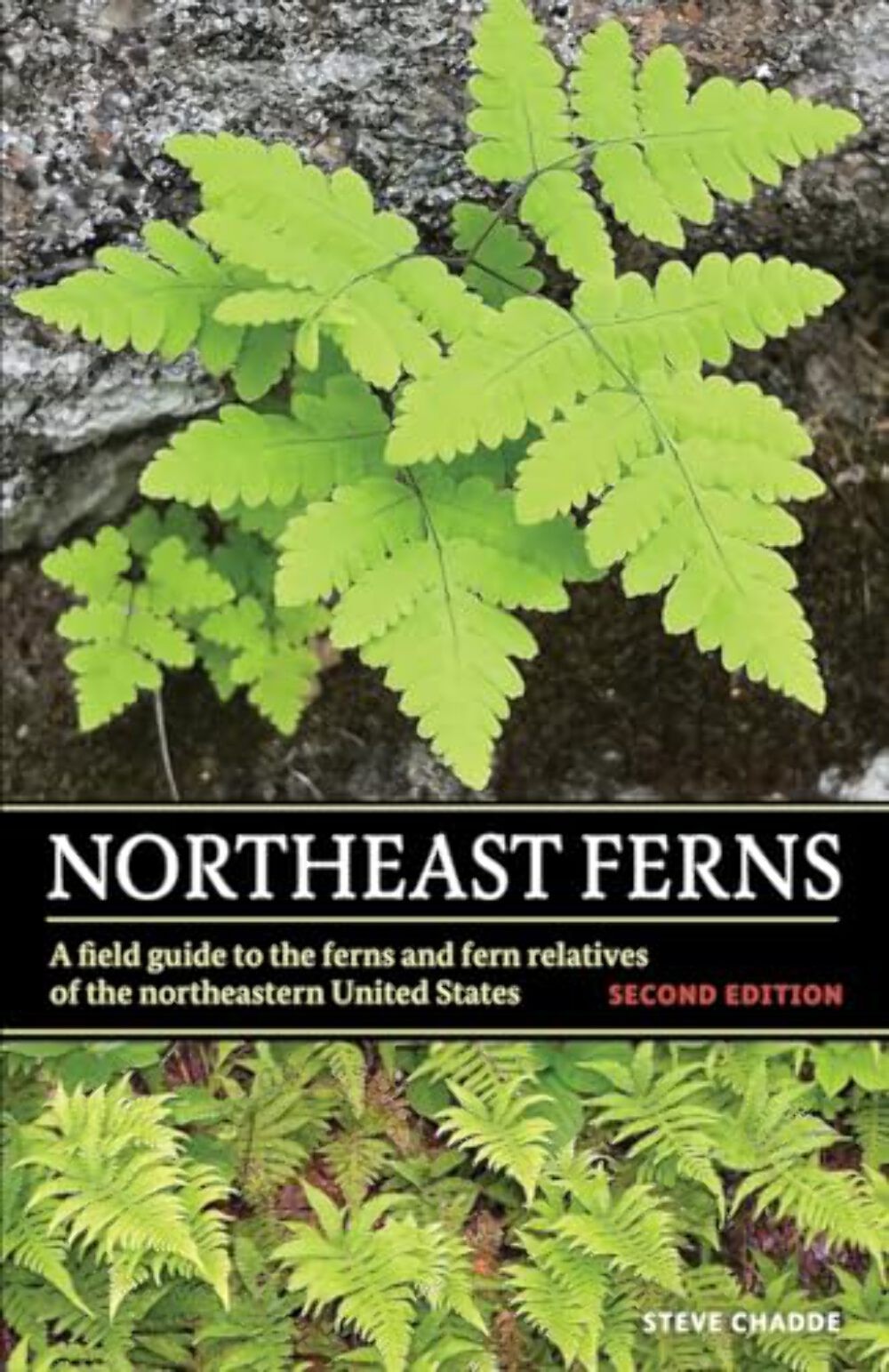 Northeast Ferns: A Field Guide to the Ferns and Fern Relatives of the Northeaste