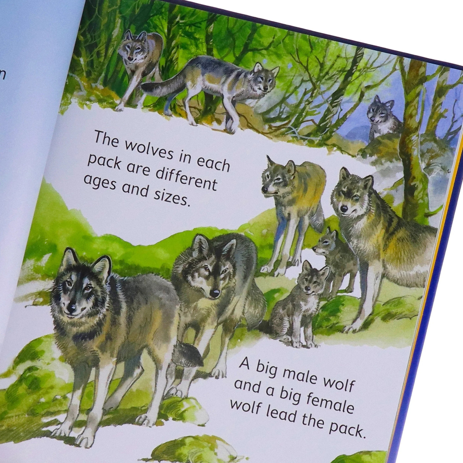 Usborne Beginners Animals Collection 10 Books Box Set – HARDCOVER NEW