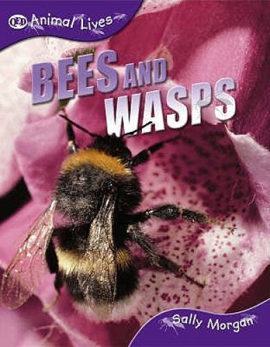 Bees and Wasps (QED Animal Lives) – Paperback By Morgan, Sally – GOOD