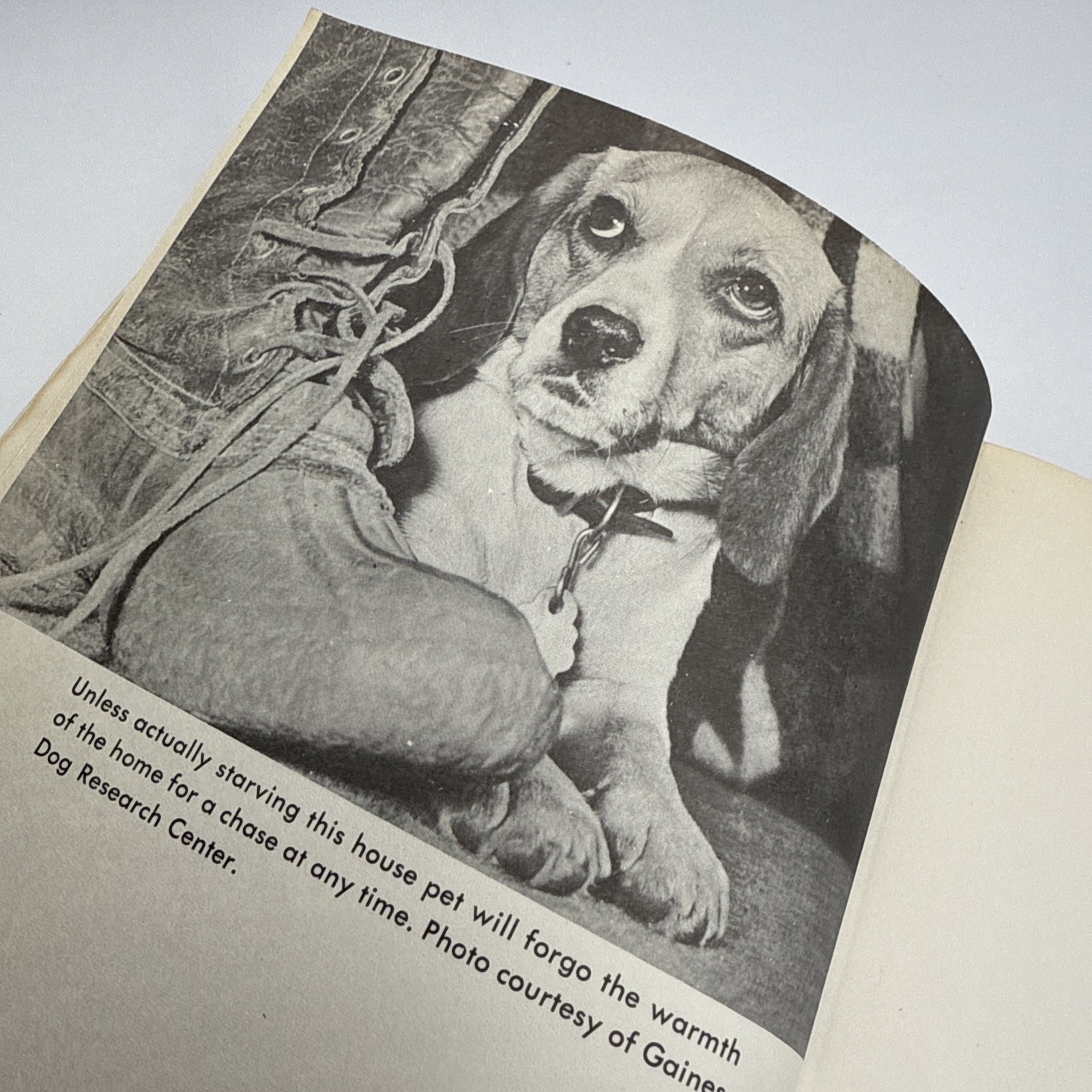 This Is The Beagle By George D. Whitney DVM 1955 Hardback 252 Pages