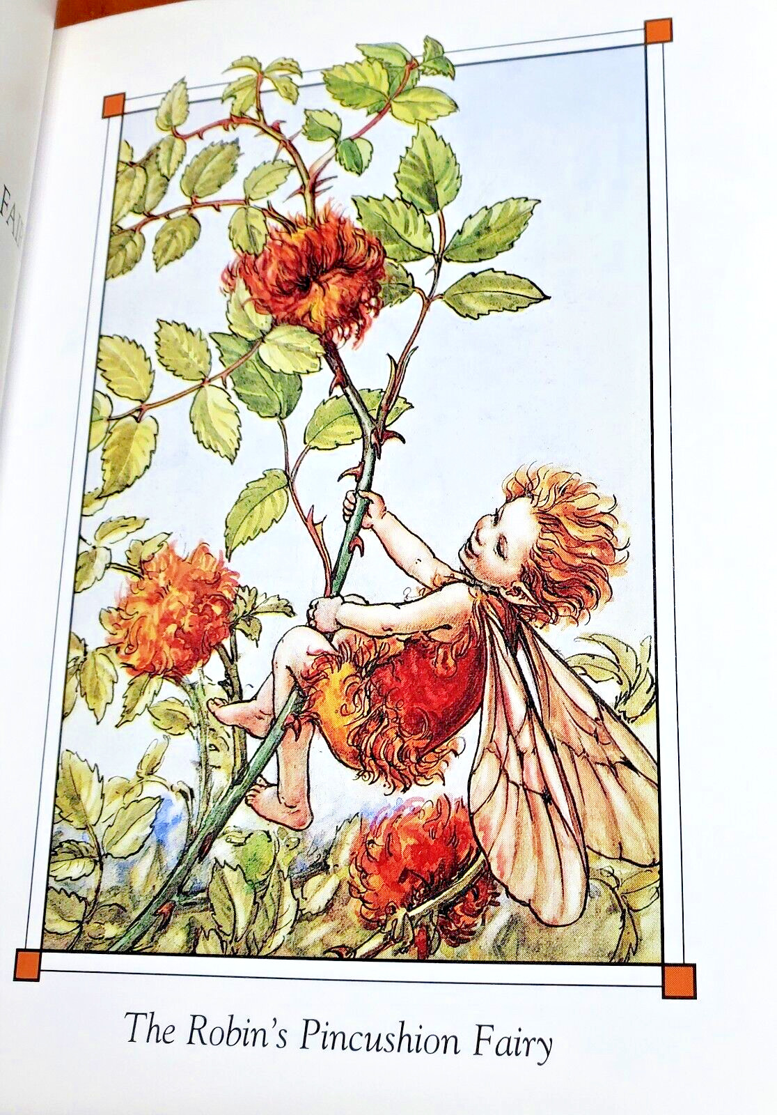 Flower Fairies of the Autumn Cicely Mary Barker 4×6″ Beautiful Art Color Plates
