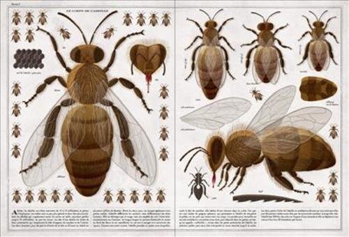 Abeilles by Socha, Piotr Book The Fast Free Shipping
