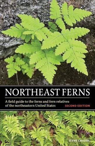 Steve W Chadde Northeast Ferns (Paperback)