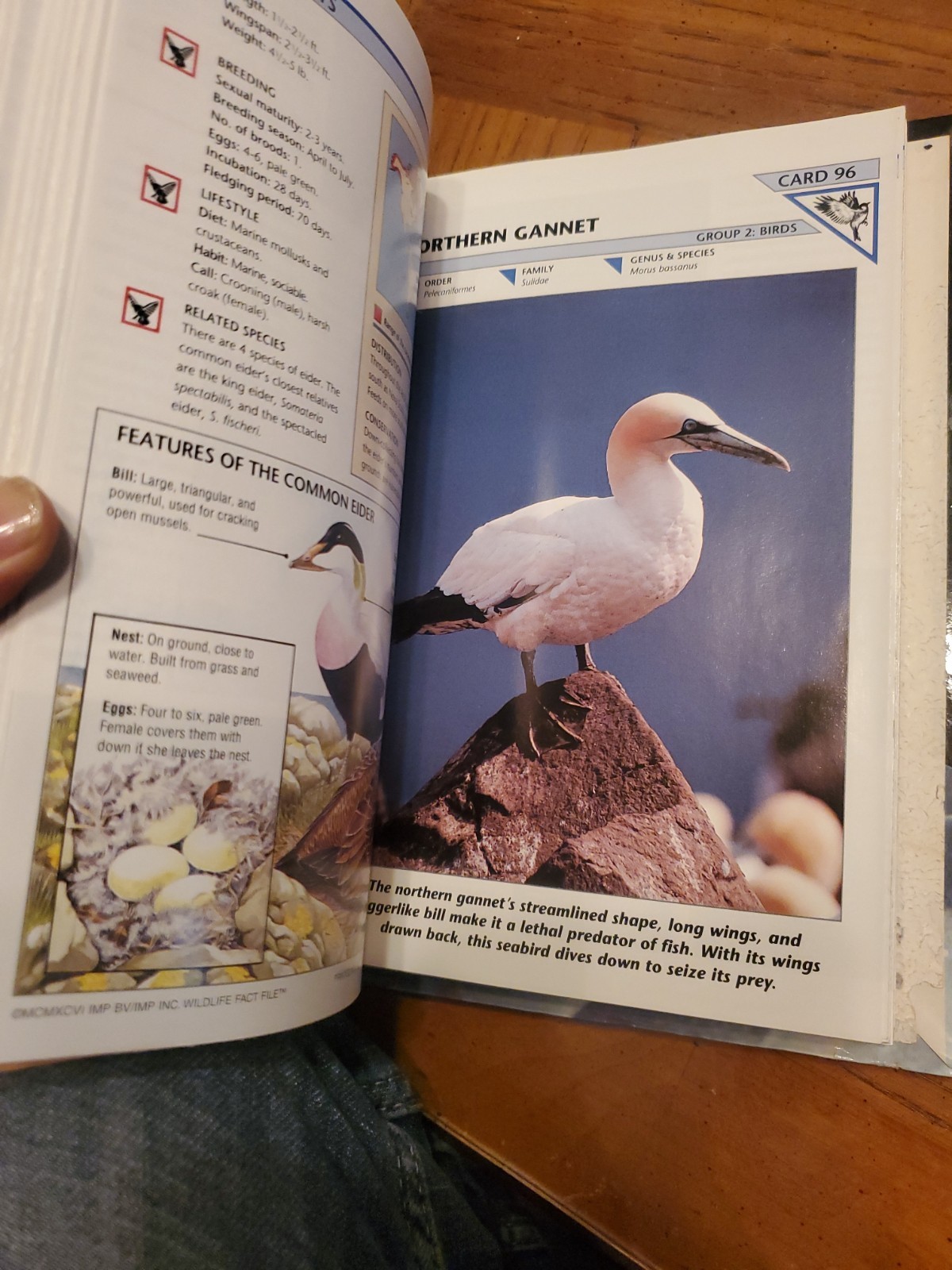 Wildlife Fact File International Masters 3 Ring Binder Group 2 Birds
