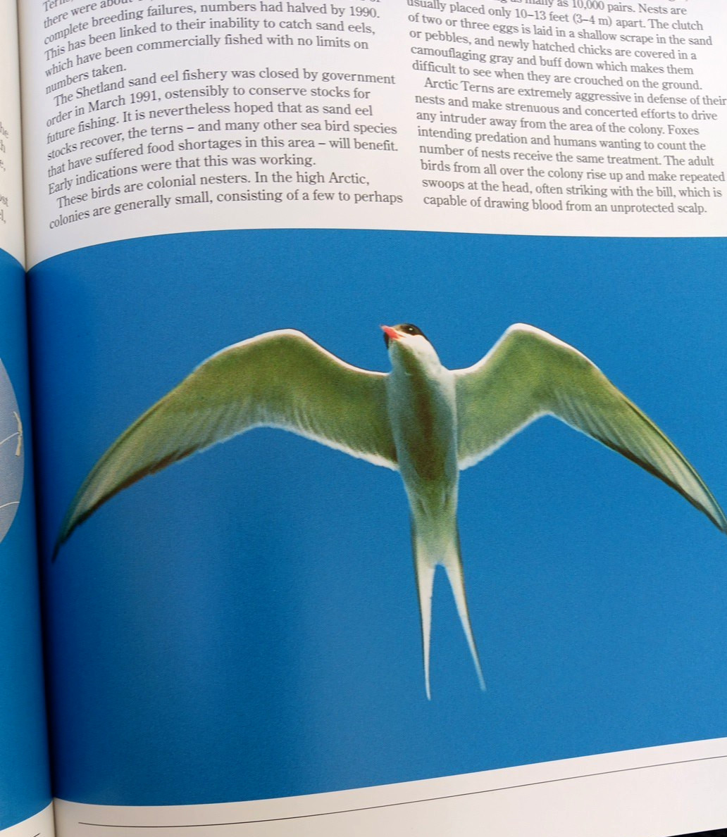 Complete Encyclopedia of Birds & Bird Migration Leather Hardcover Chartwell 2003