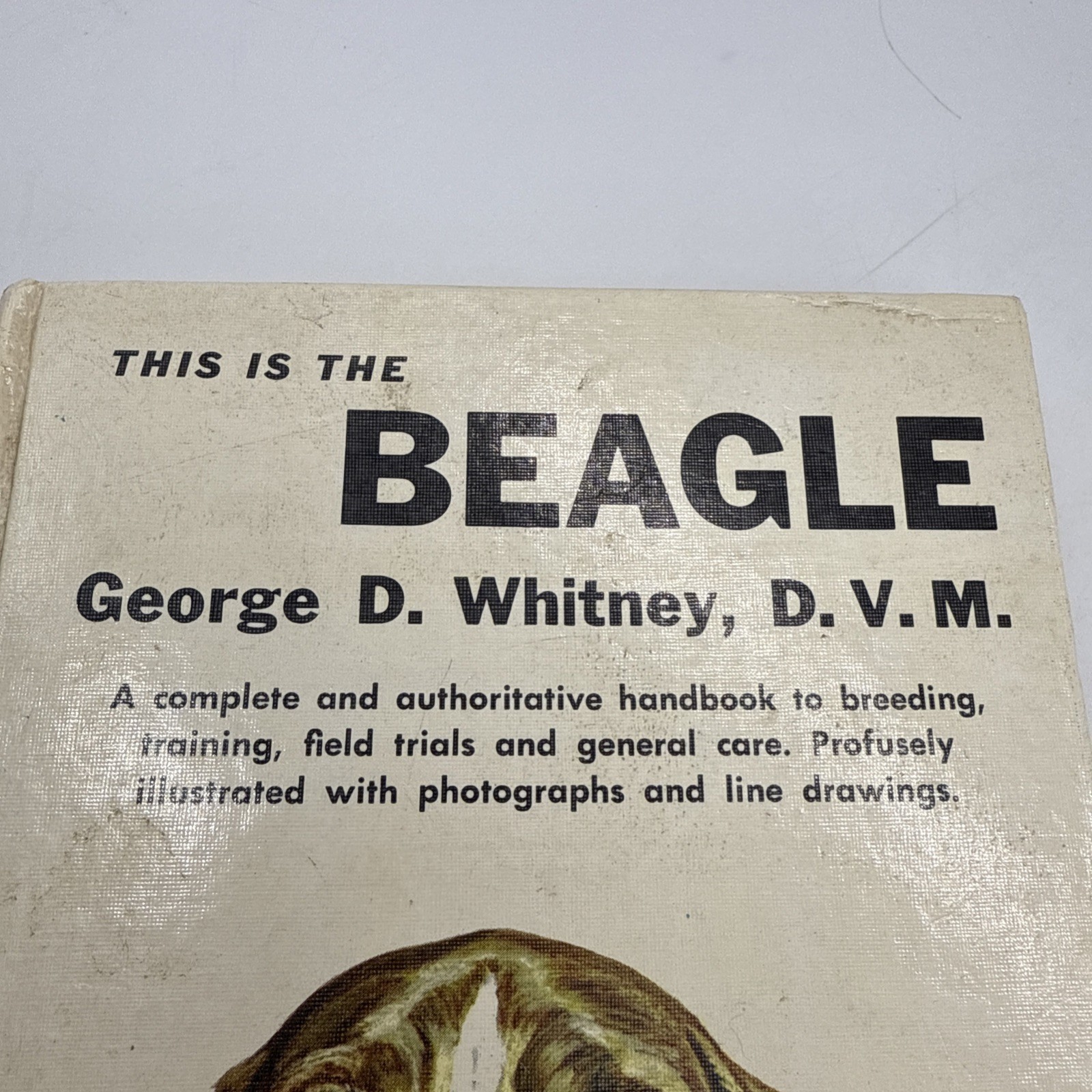 This Is The Beagle By George D. Whitney DVM 1955 Hardback 252 Pages