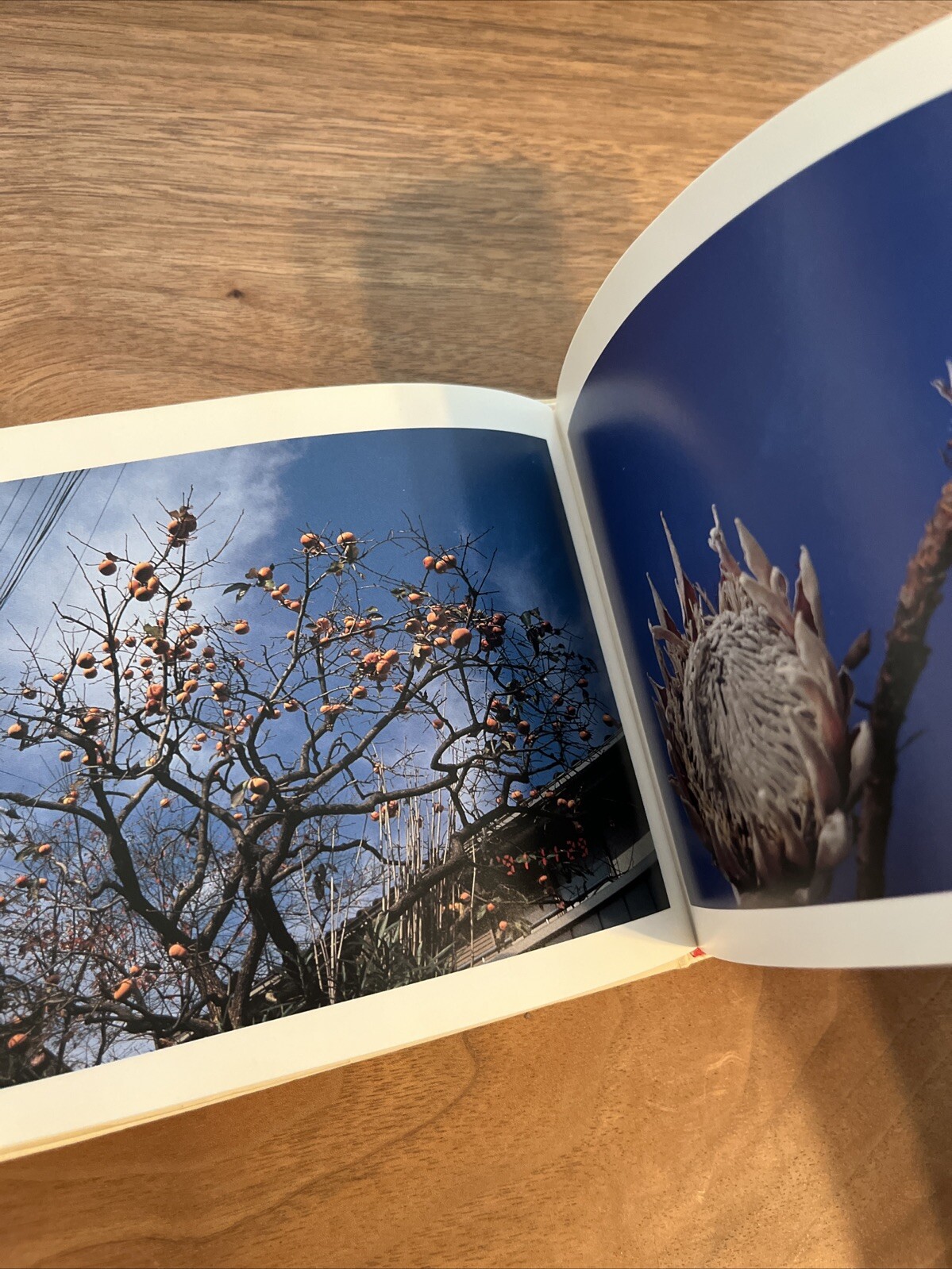 Nobuyoshi Araki “Shakyojin Diary”