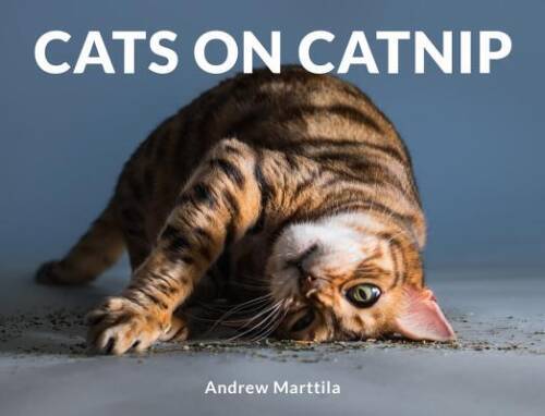 Cats on Catnip – Hardcover By Marttila, Andrew – VERY GOOD