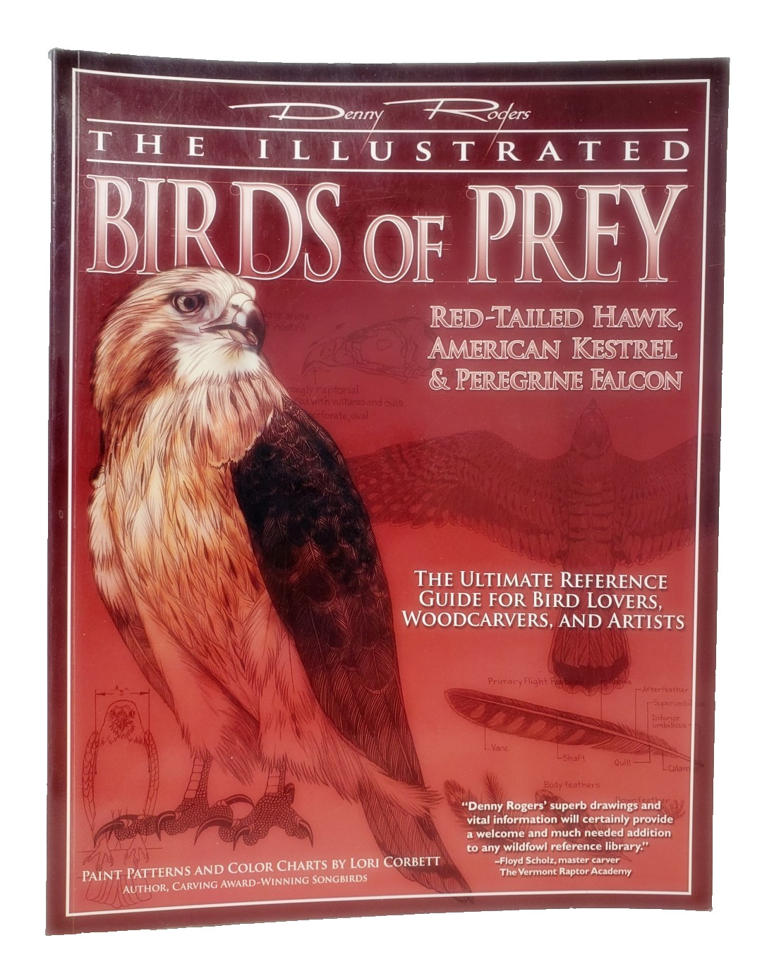 Illustrated Birds of Prey: Red-Tailed Hawk, American Kestral, & Peregrine Falcon
