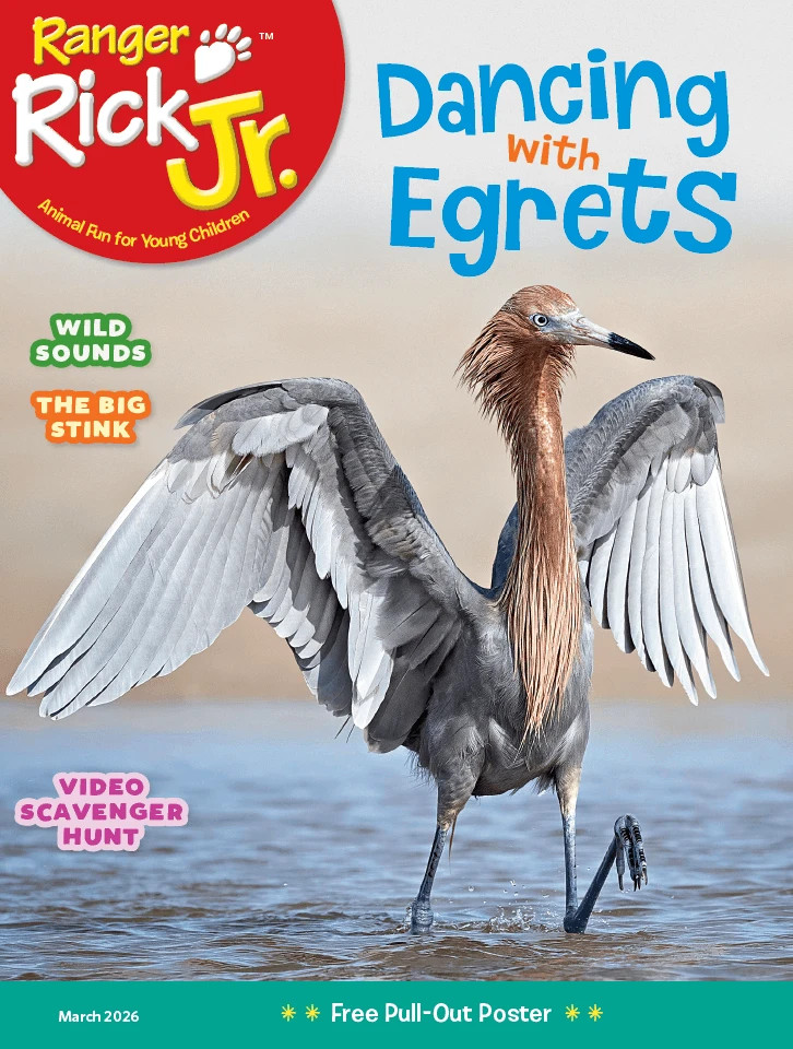 RANGER RICK JR MAGAZINE | MARCH 2026 | DANCING WITH EGRETS